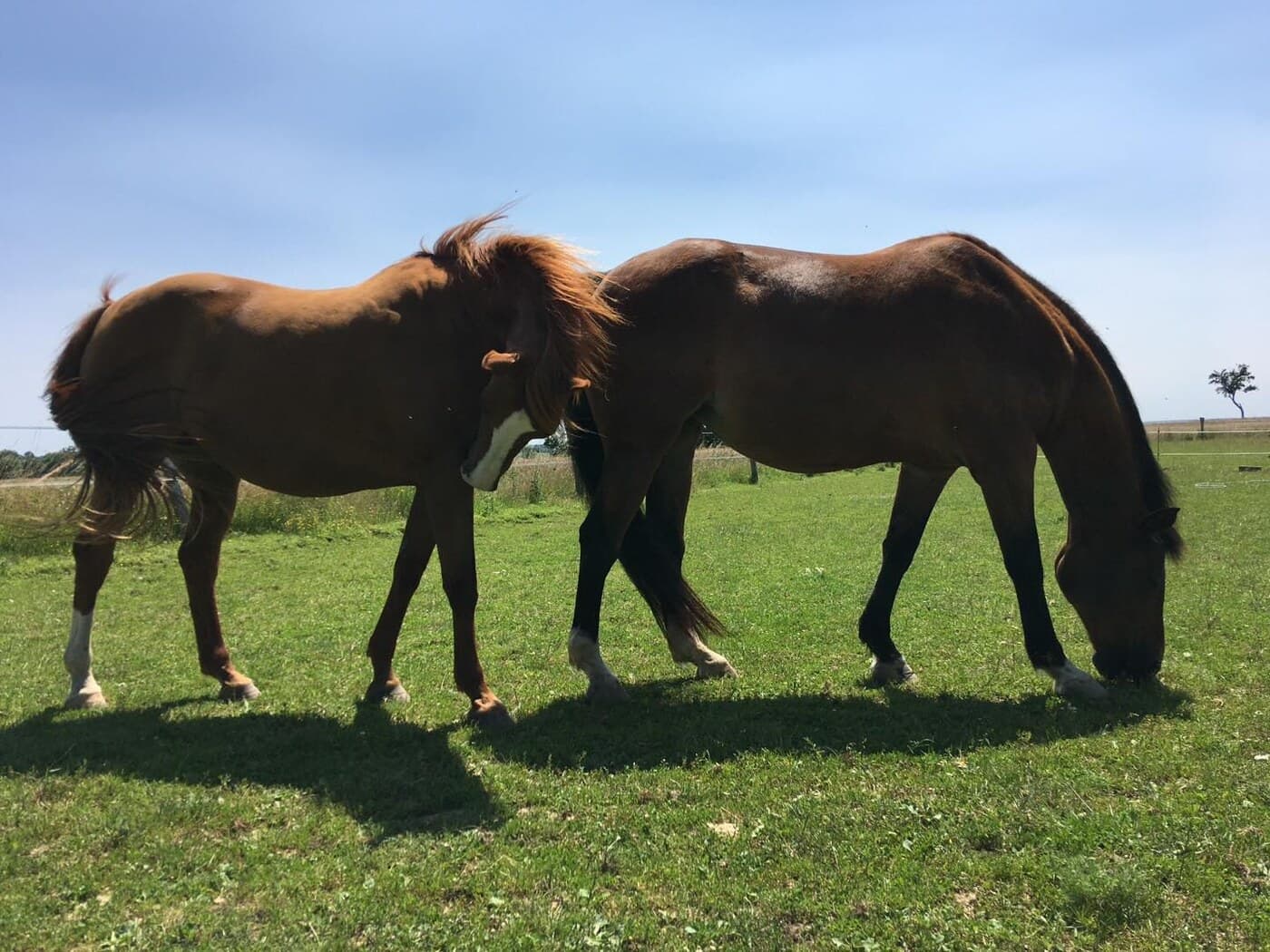 Les chevaux d'Equiboristerie au pré